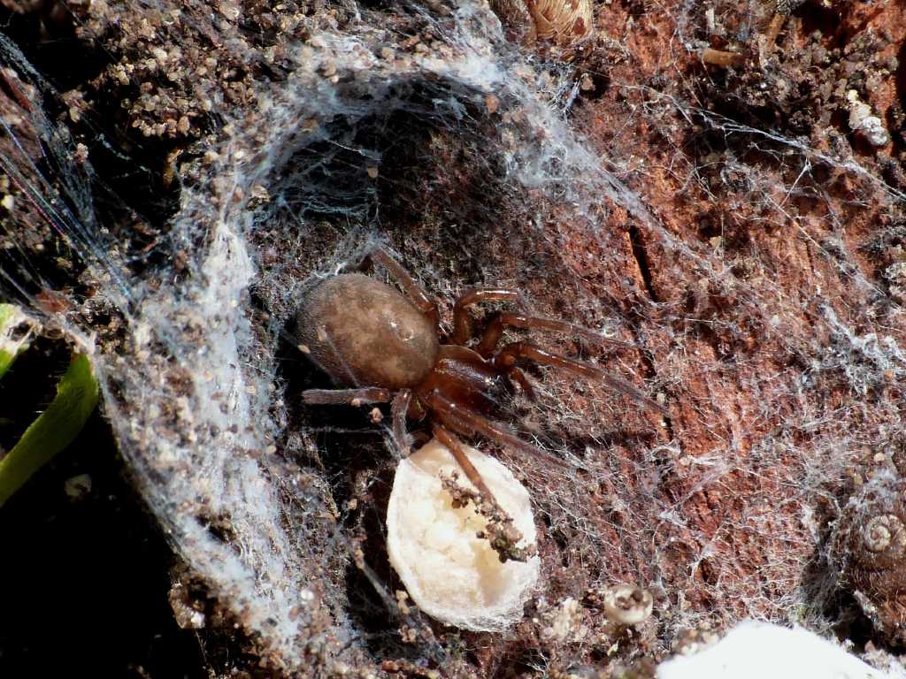 Amaurobius erberi con uova - Ostia (RM)